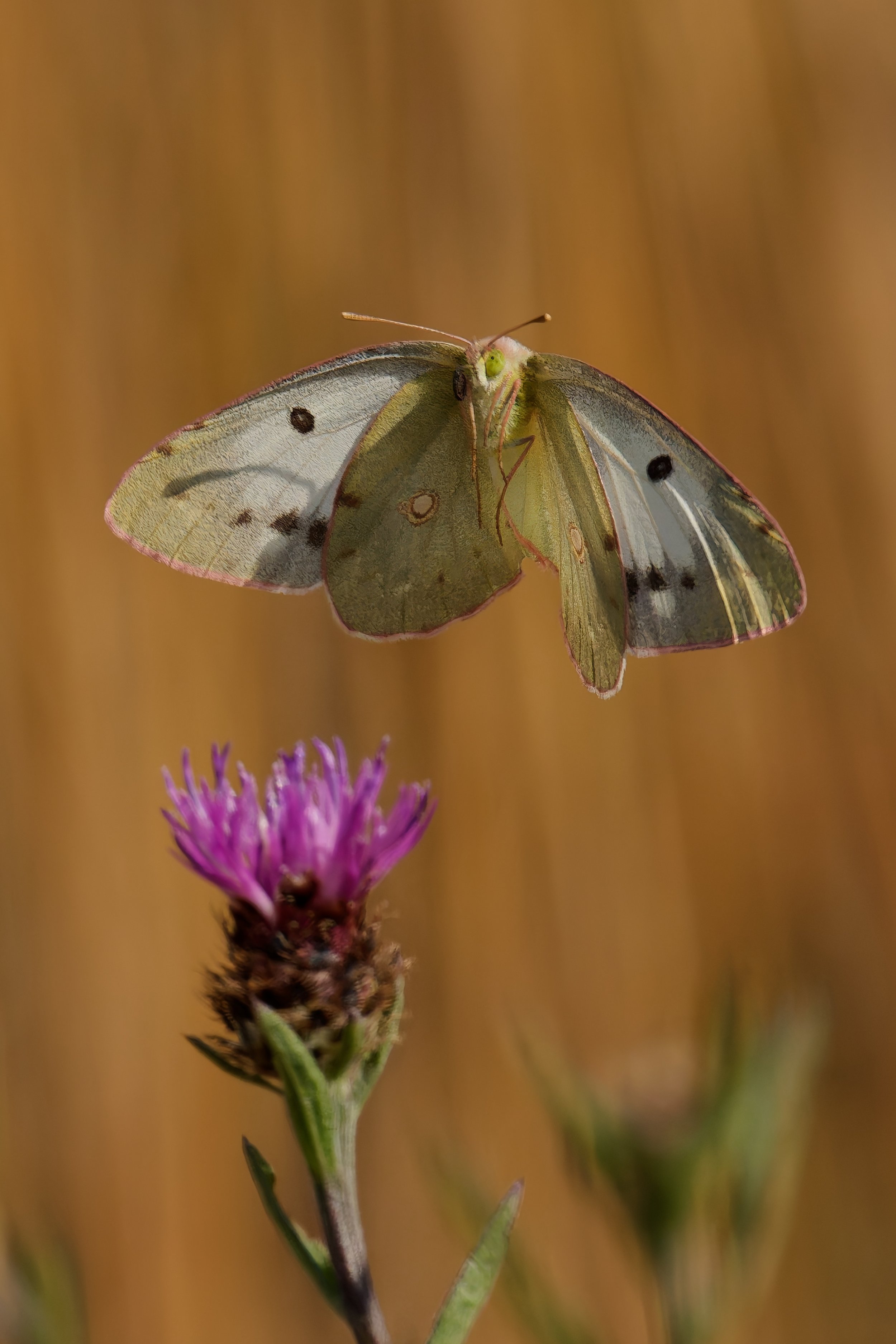 Clouded Yellow