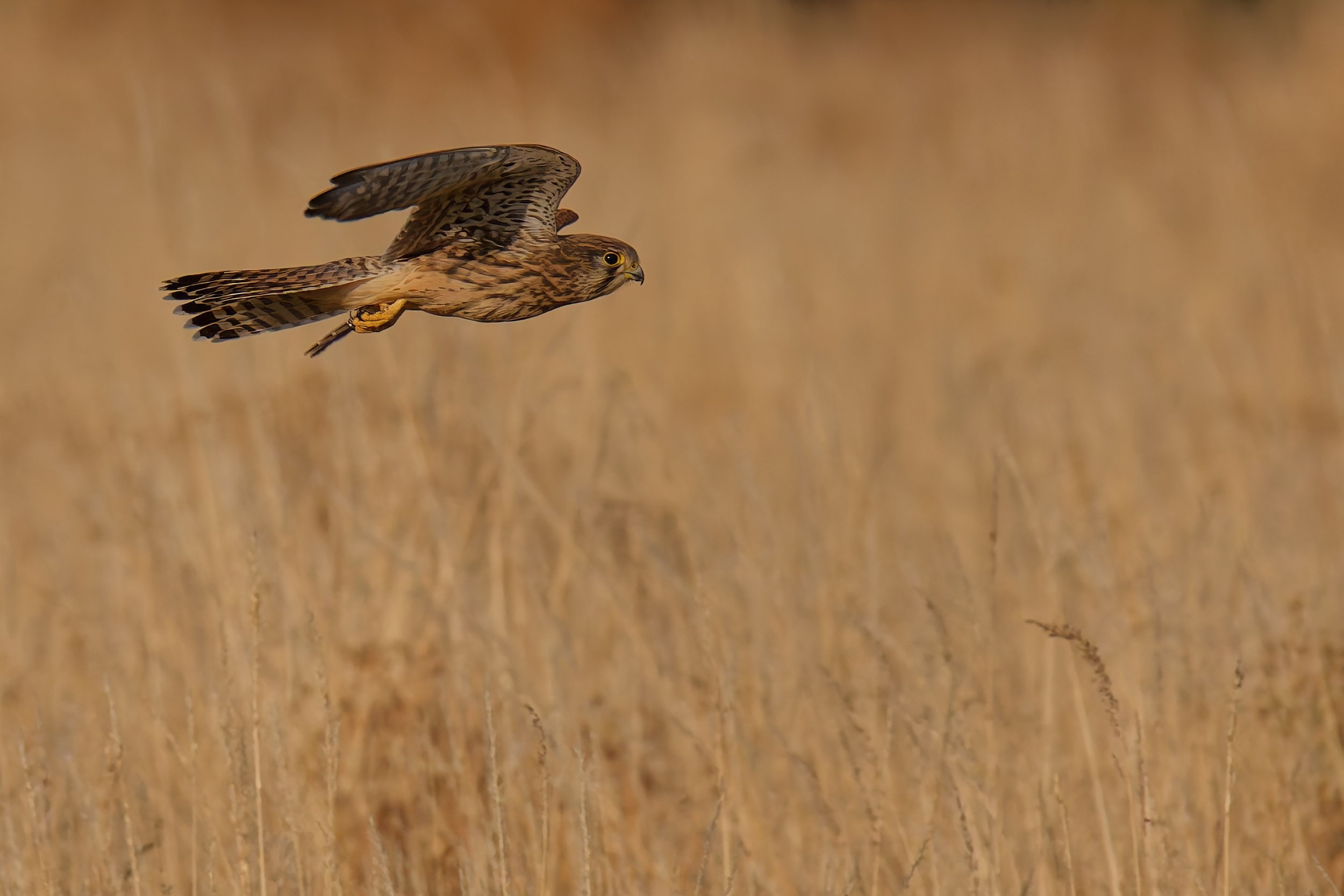 Kestrel