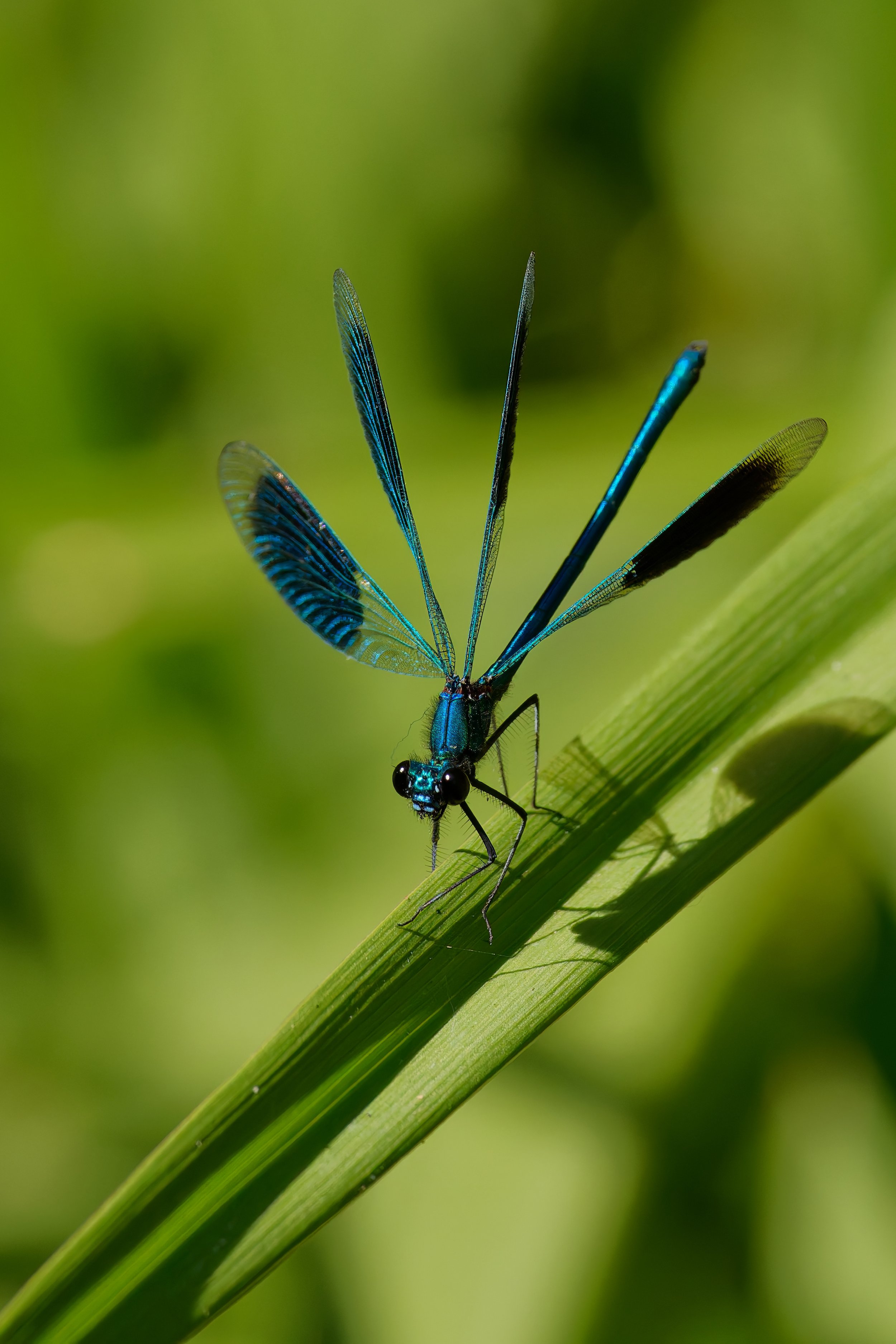 Banded Demoiselle