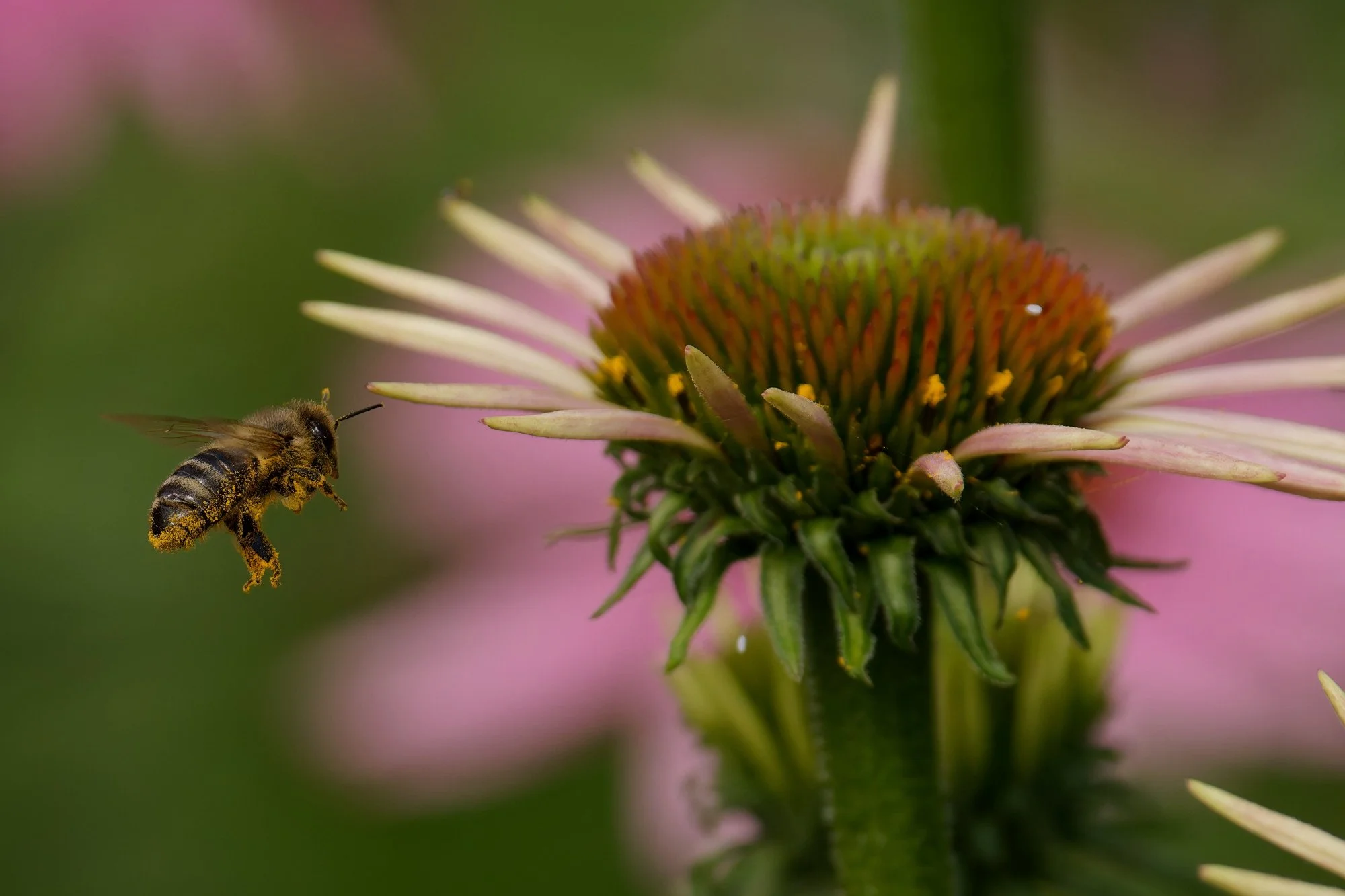 2000 photos - One bee