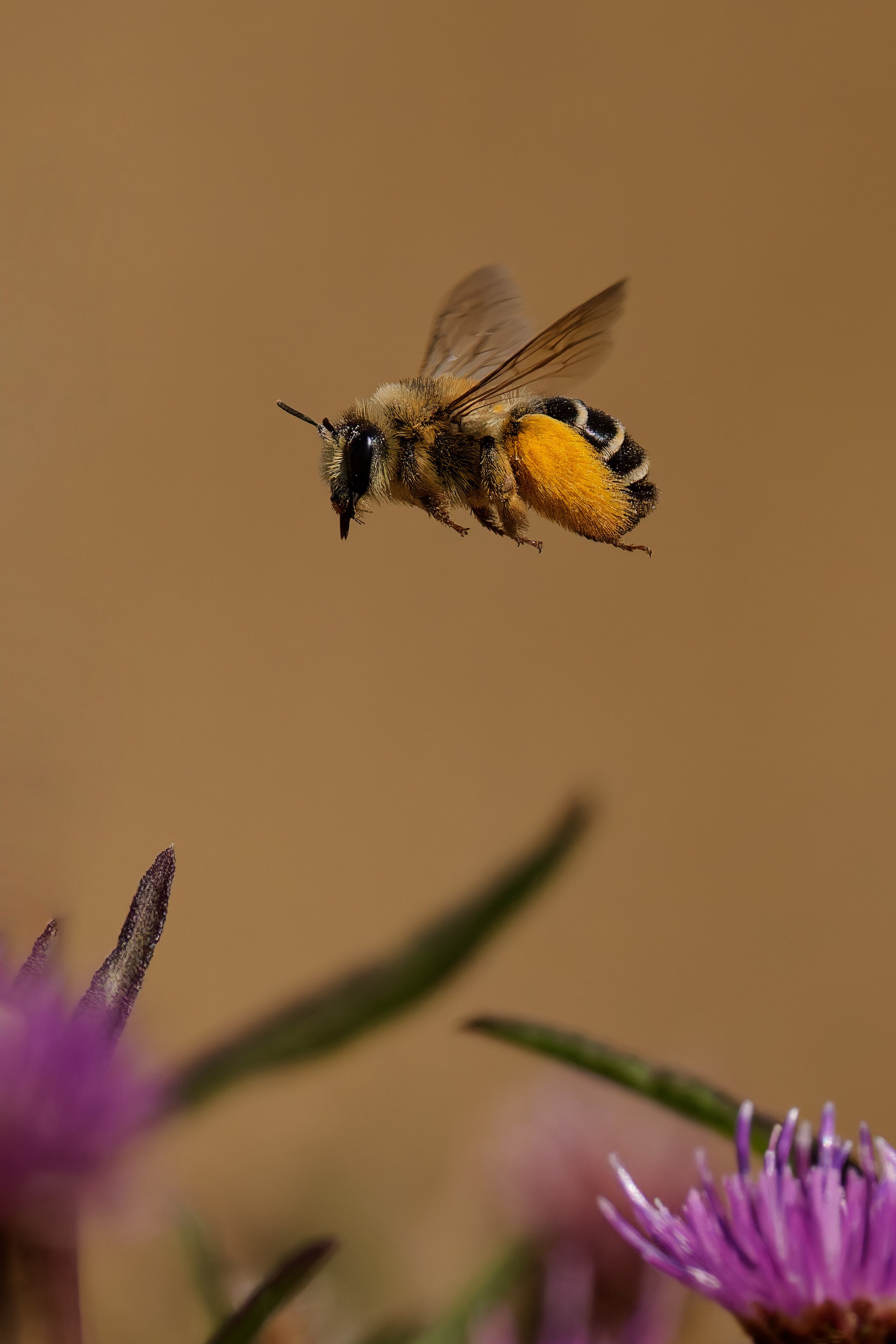 Hairy Legged Mining Bee