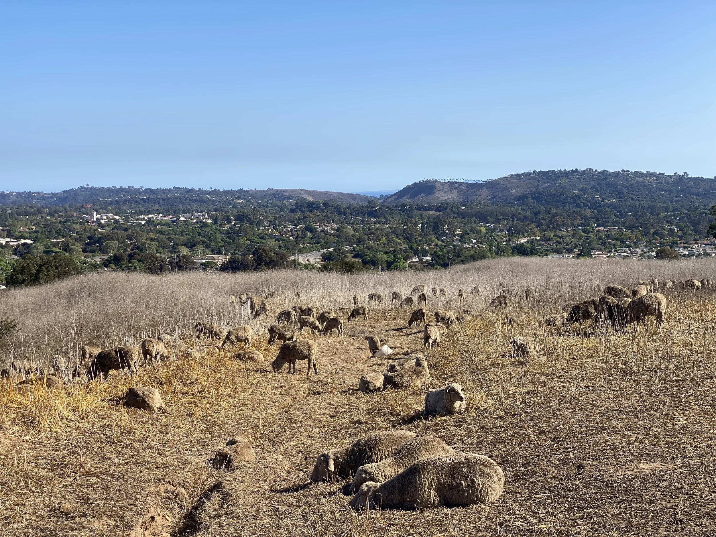 Visiting our four legged friends