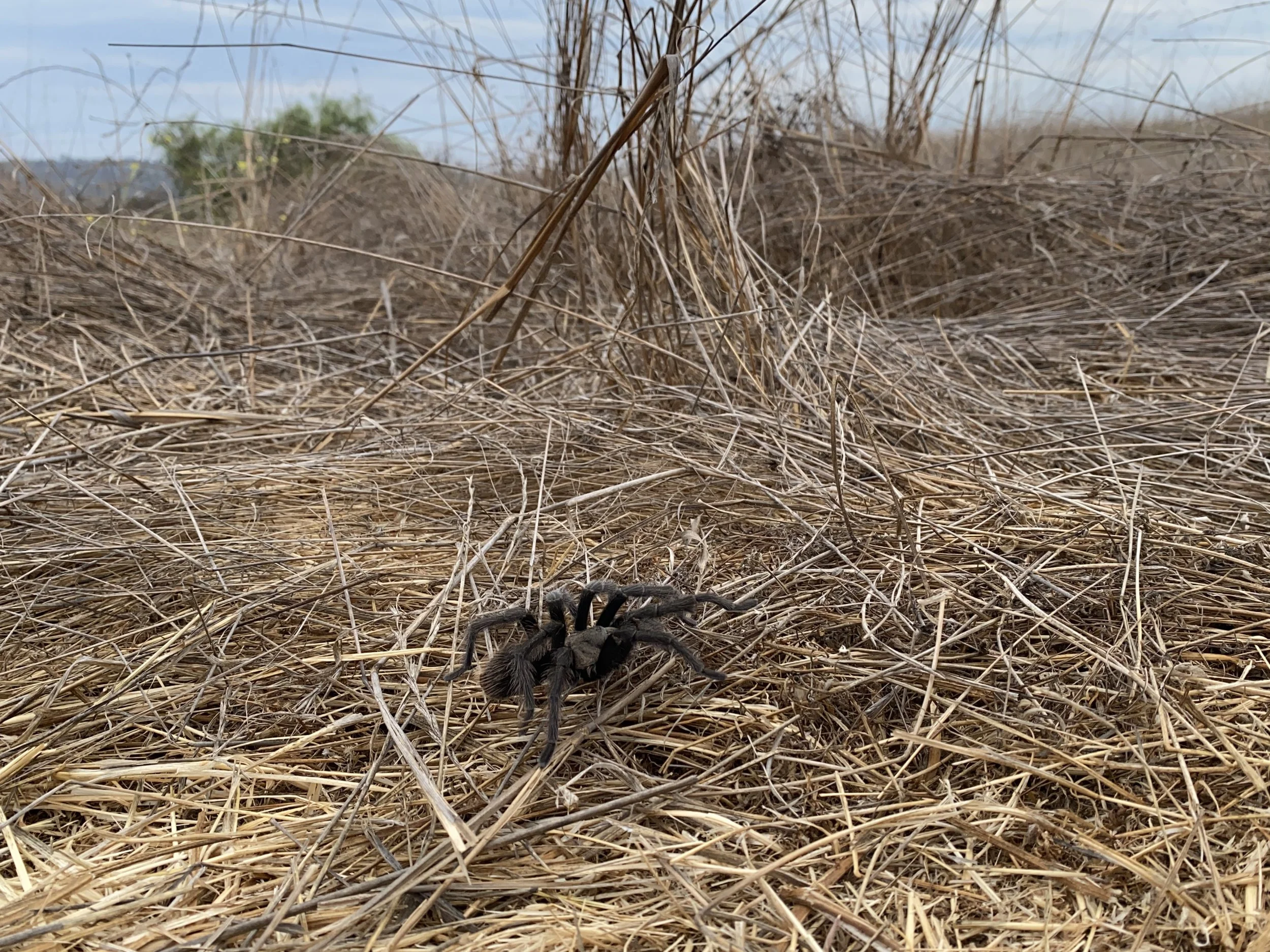Found a tarantula friend 