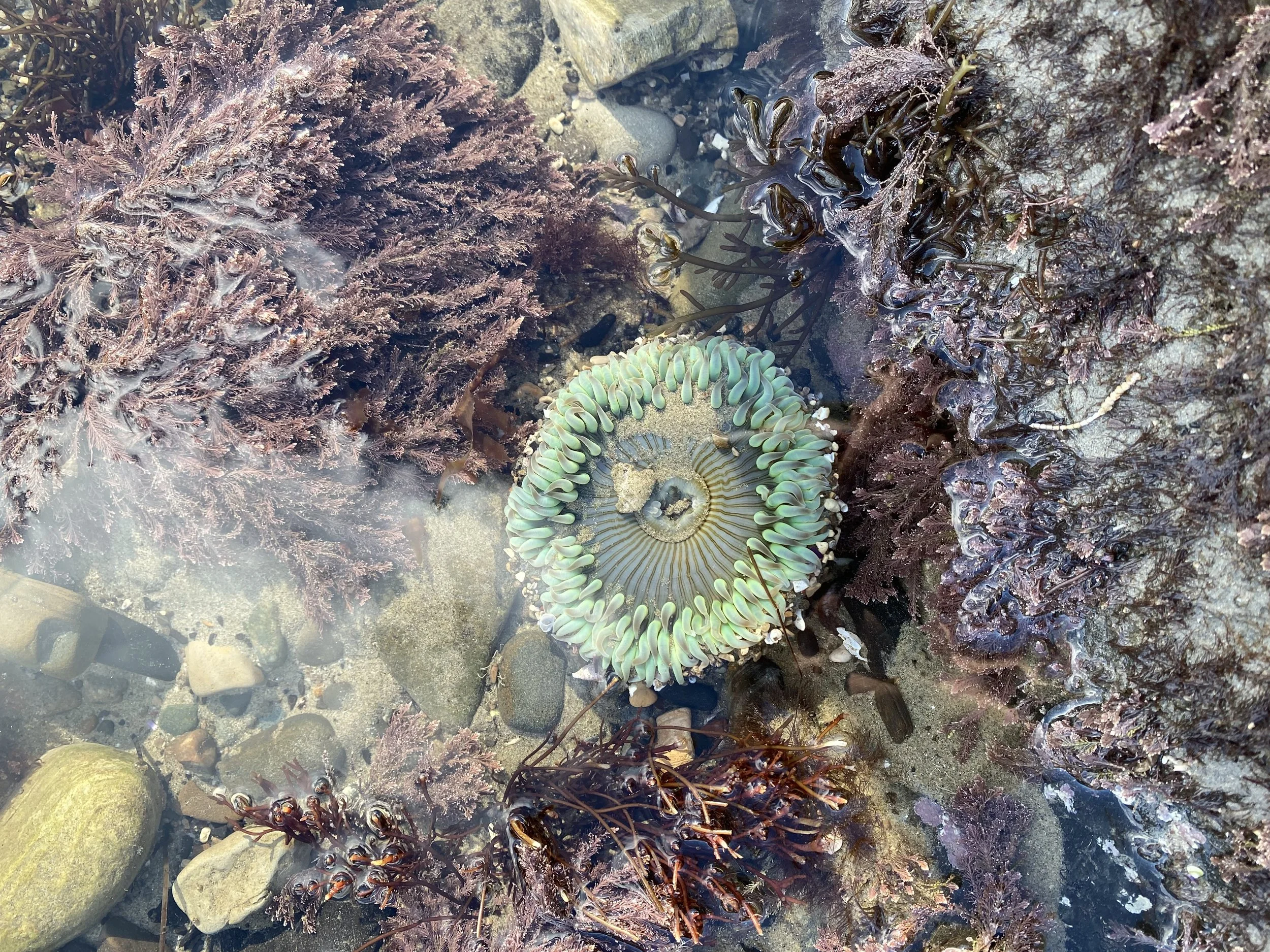 Tide-pooling with Teen Nature Group Therapy
