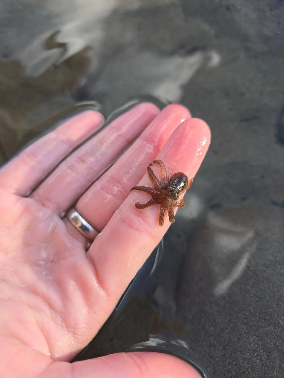 Teen Nature Group Therapy finds baby octopus