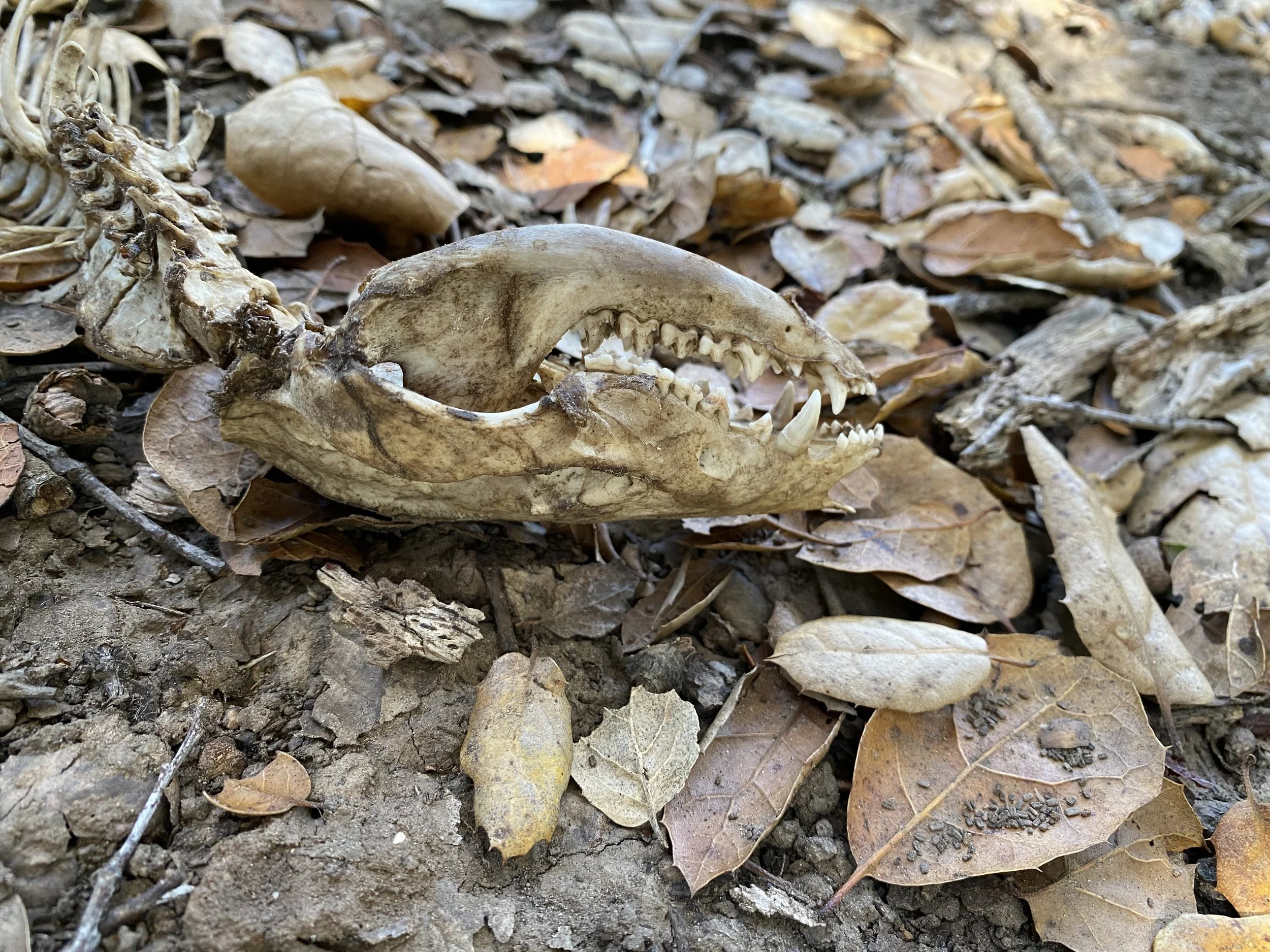 An opossum skeleton presenting the opportunity to discuss the cycle of life
