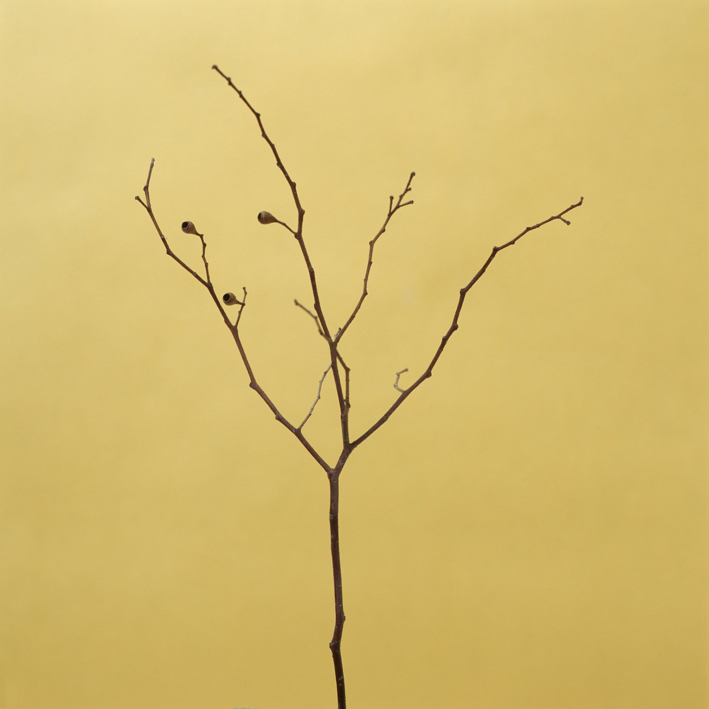 Specimens detail / various sizes and media