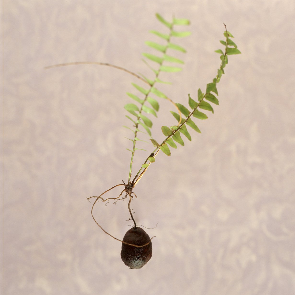 Specimens detail / various sizes and media
