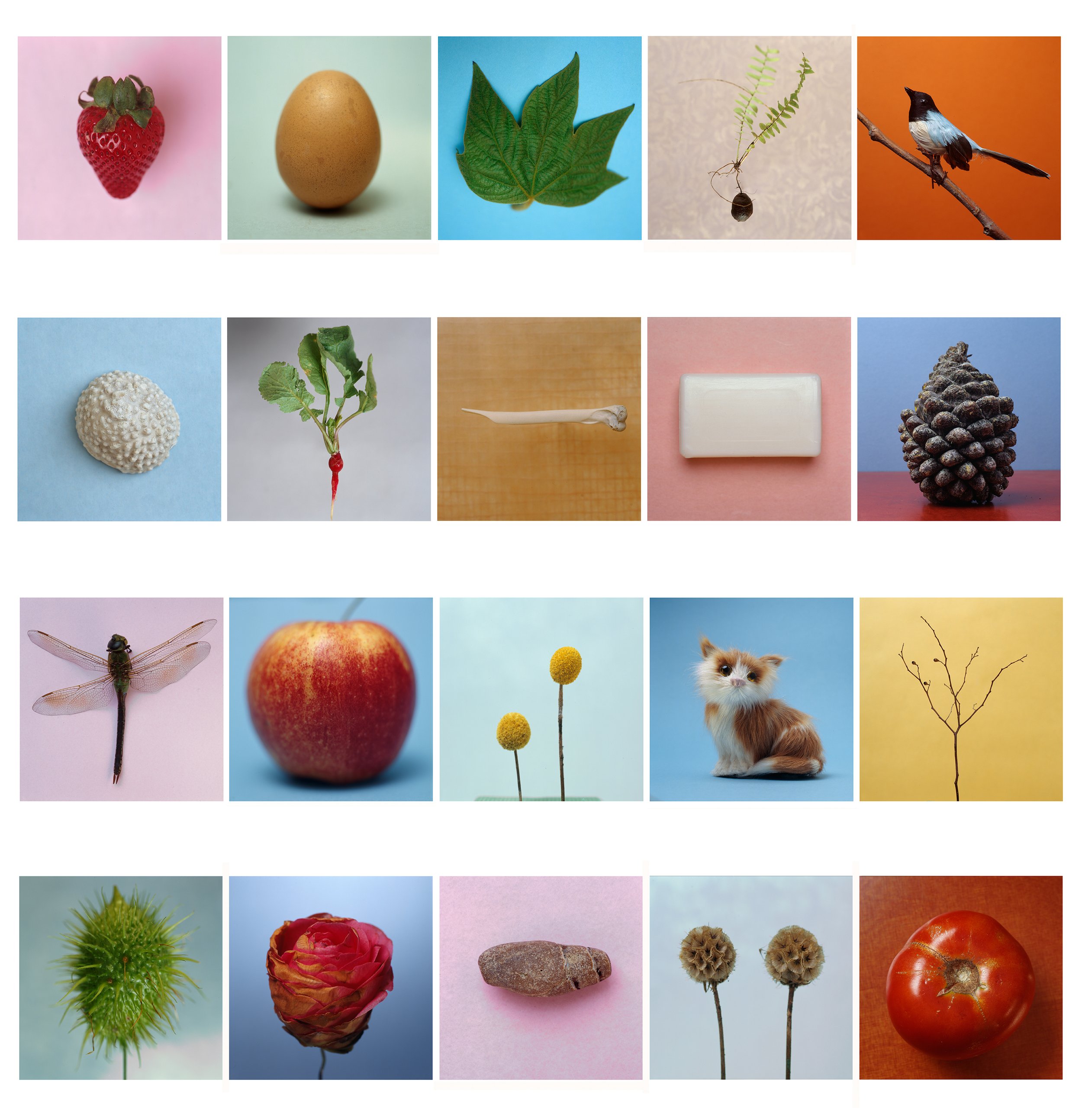 Specimens array / archival pigment print / 40" x 42"