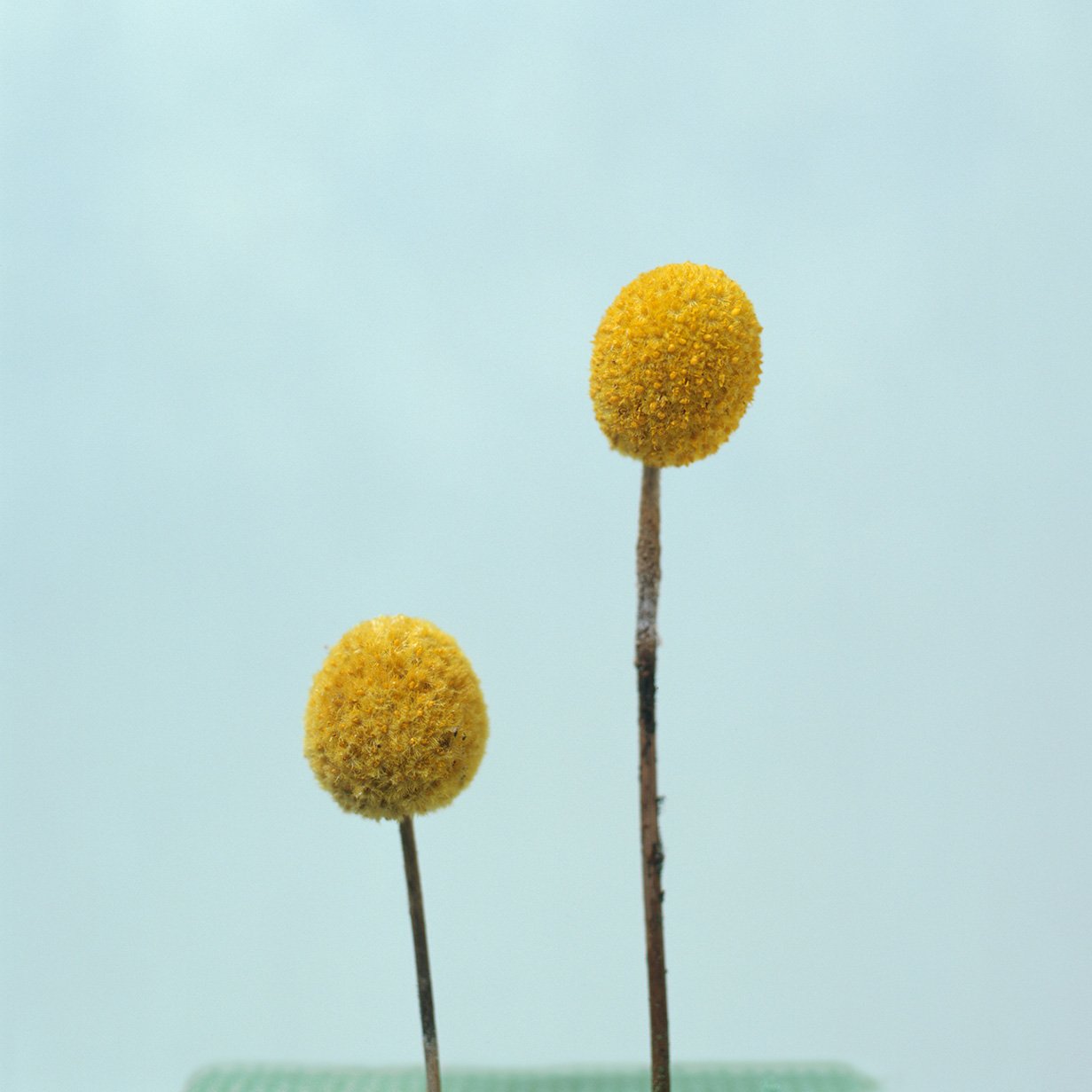 Specimens detail / various sizes and media