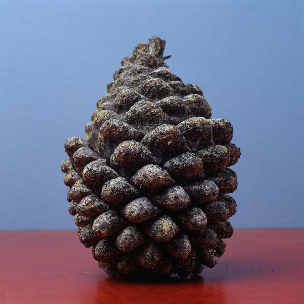 Specimens detail / various sizes and media