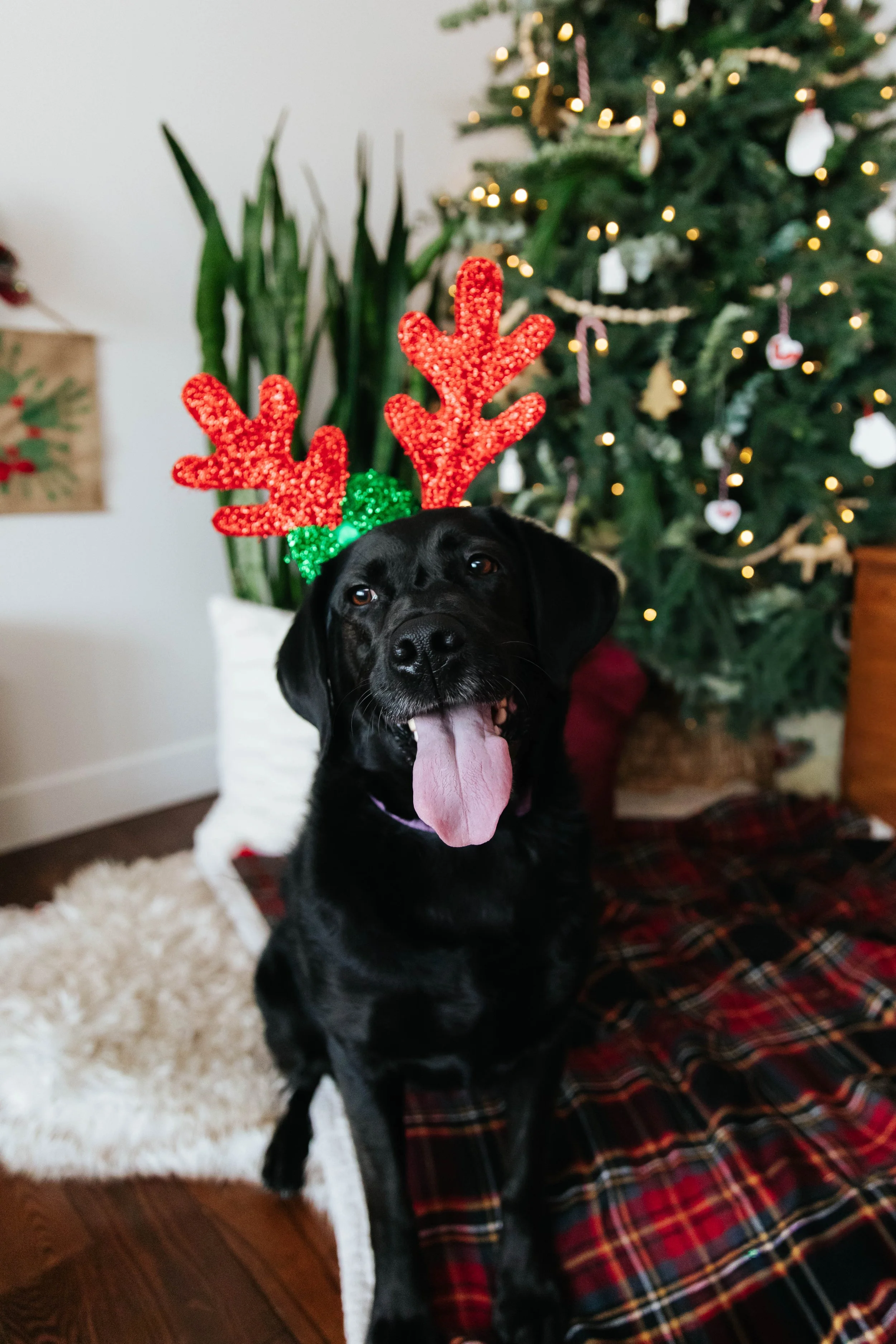 dgphotographyholidayminis2025-48.jpg