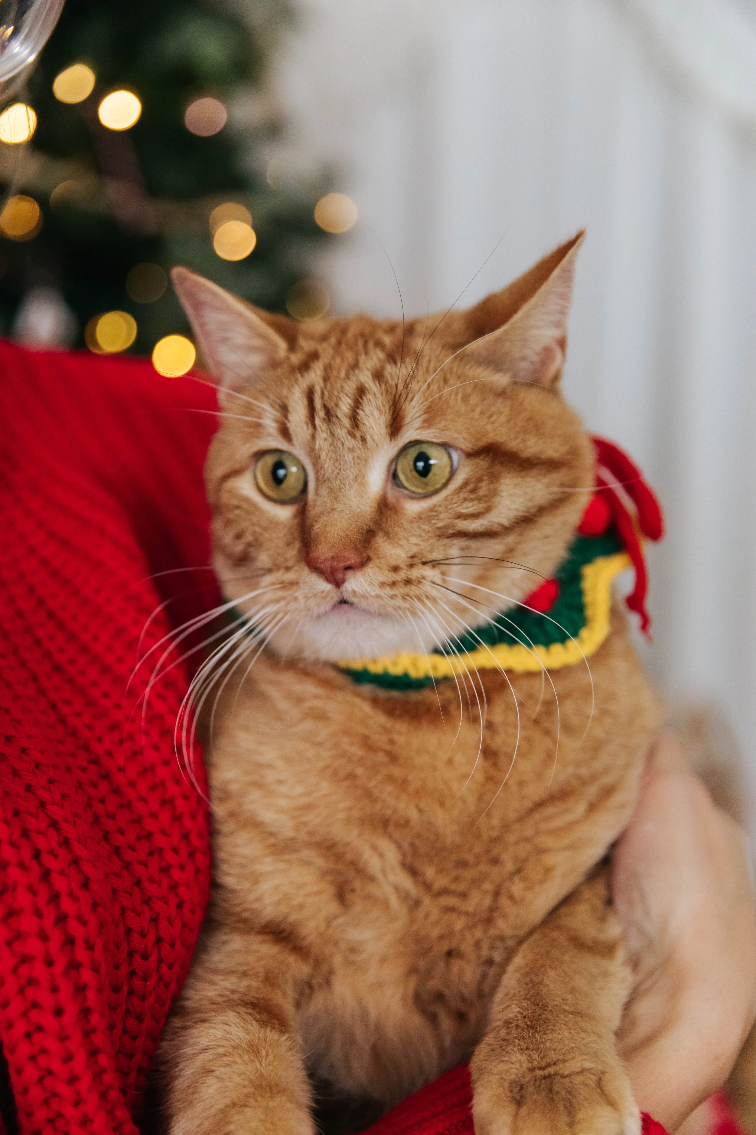 dgphotographyholidayminis2025-40.jpg