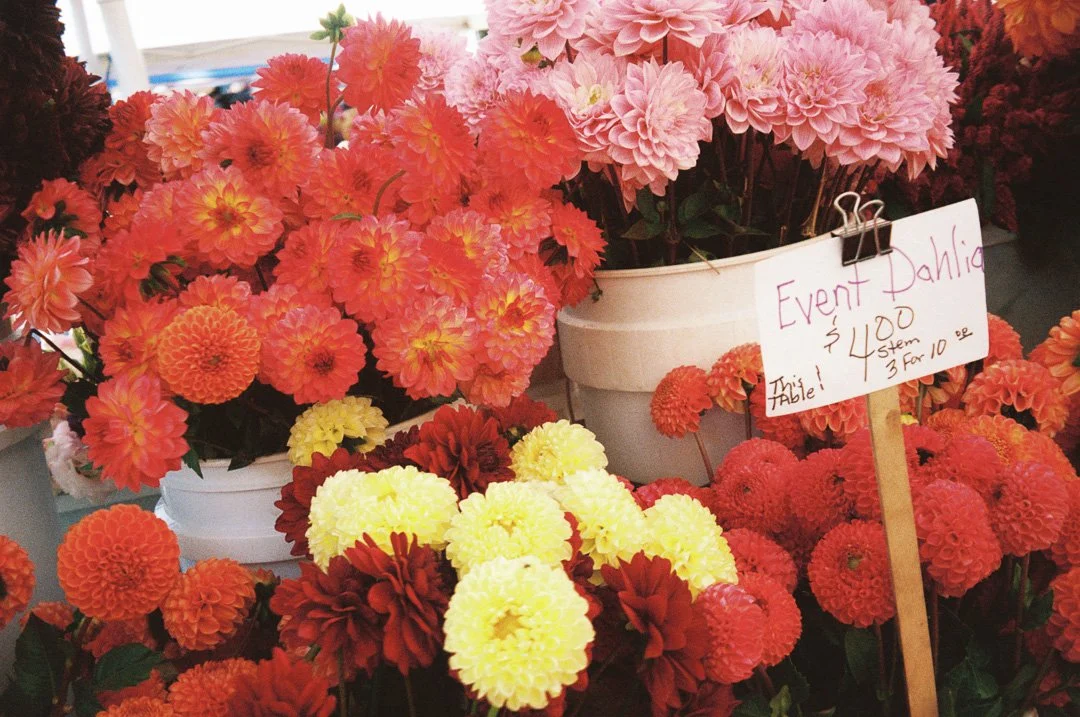 Various colorful dahlias on display for sale, with a handwritten sign advertising them for $4 each or 3 for $10.