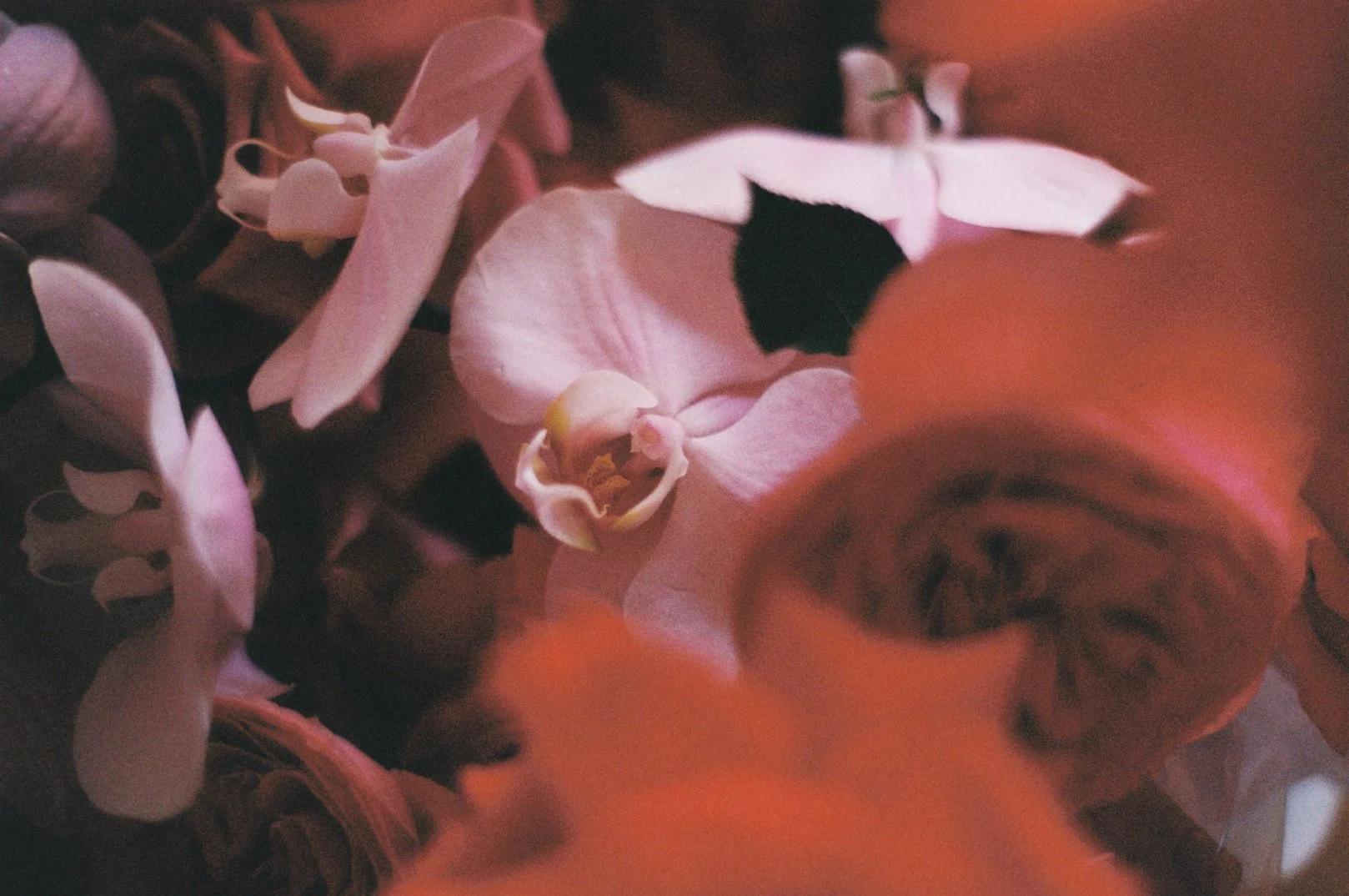 35mm film photo of red and pink flowers