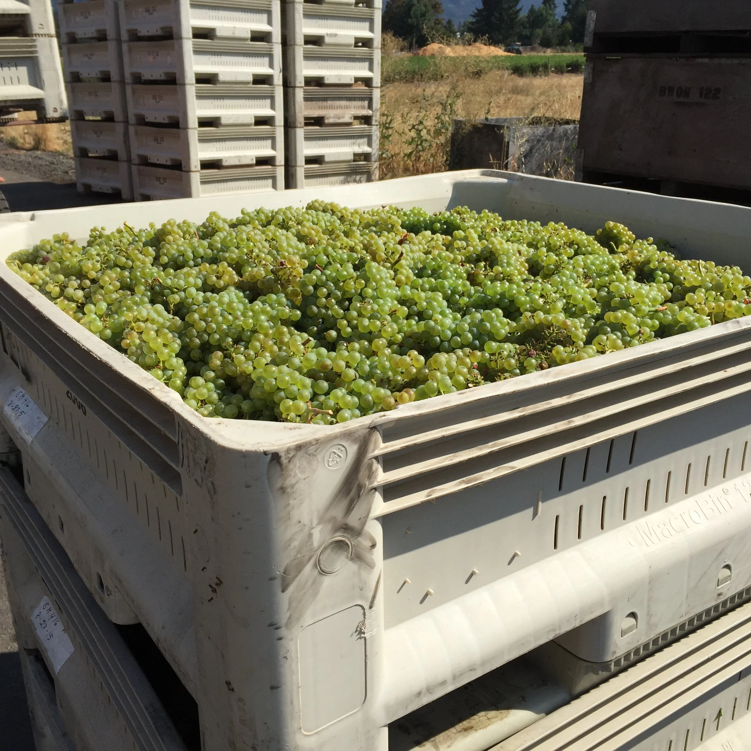 Tis Harvest Season!
