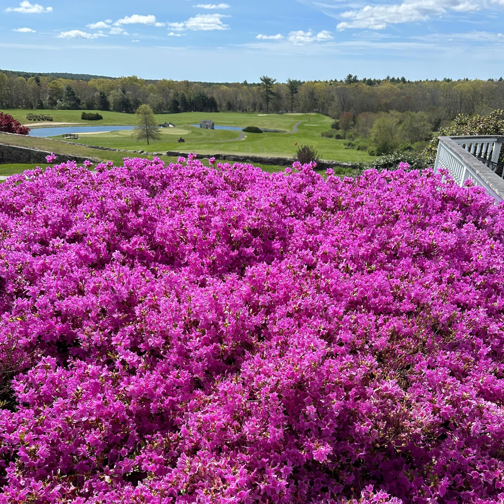 Enjoying the sunshine and beautiful spring colors out on the course today. No filter needed.