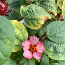 Nowhere But Here - Full Stack (Dry)