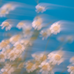 River Knows - Lead (Dry & Wet)