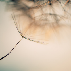 Weightless Below - Full Stack (Dry & Wet)