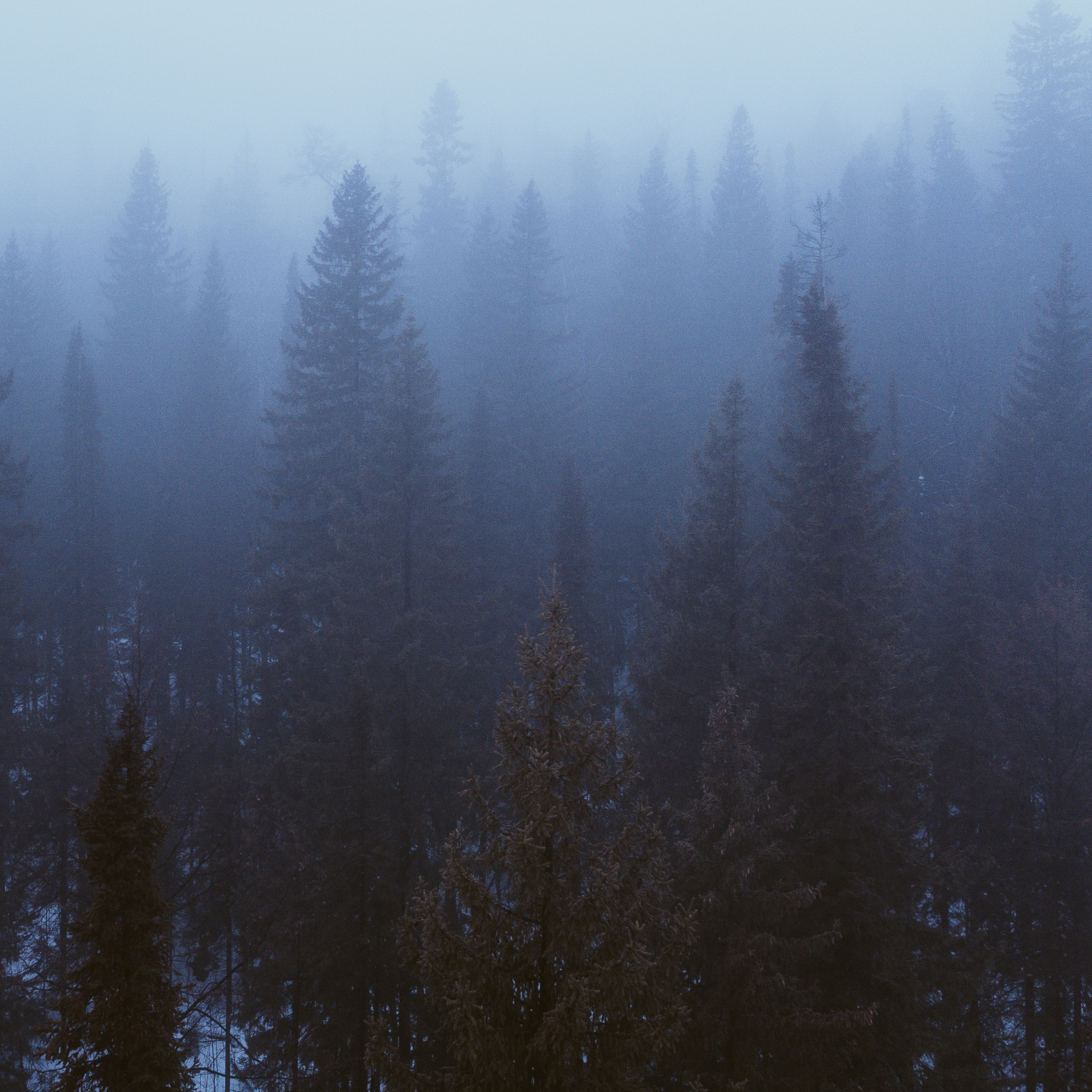 Winter in June - Full Stack (Dry)