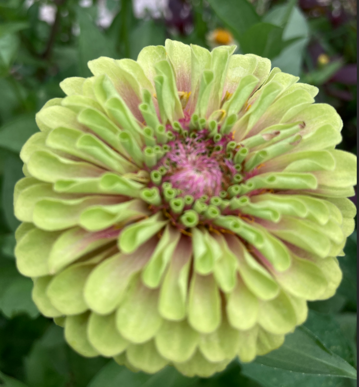 Zinnia - Queeny Lime Blush