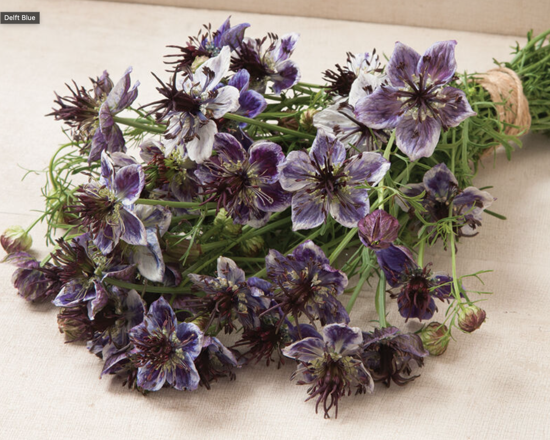 Nigella - Delft Blue