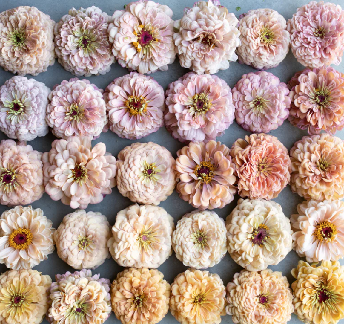 Screenshot 2026-02-02 at 10.42.34 AM.png