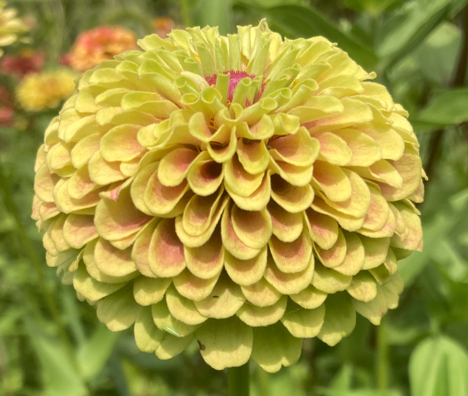 zinnia queeny lime mine.png