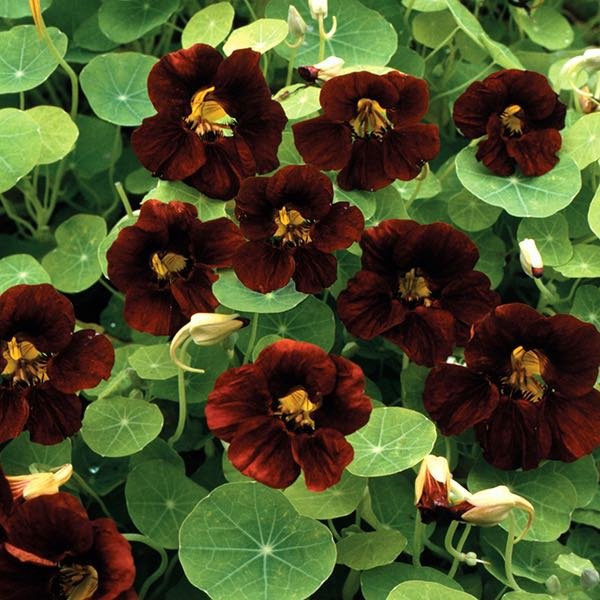 black velvet nasturtium.jpeg