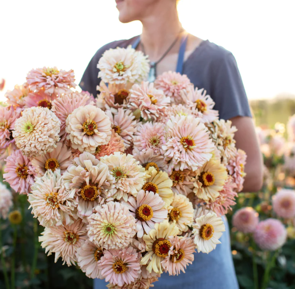 Zinnia - Dawn Creek Peach from Floret