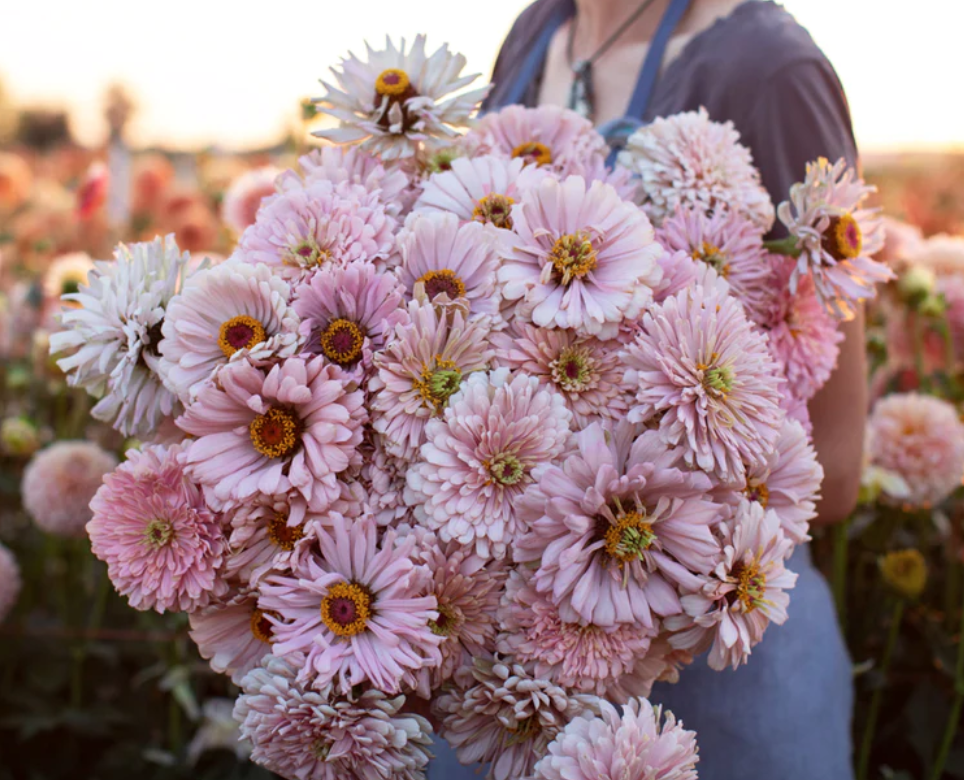 Zinnia - Dawn Creek Blush from Floret