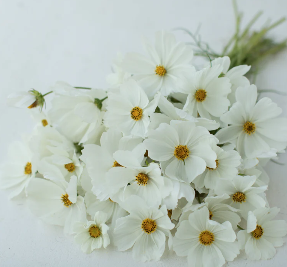 Screenshot 2026-02-02 at 11.04.51 AM.png