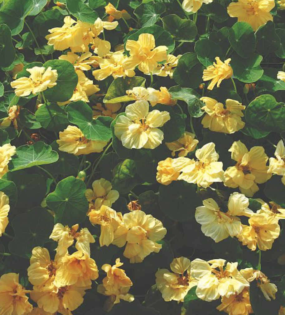 Nasturtium - Double Delight Cream