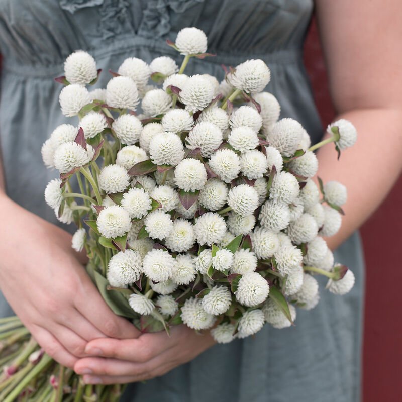 Gomphrena - Audray White