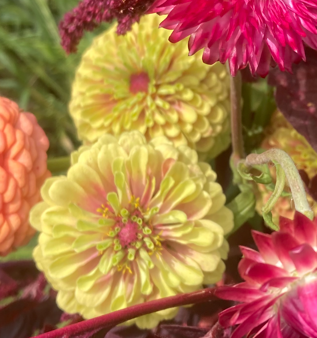 queen lime blush1.png