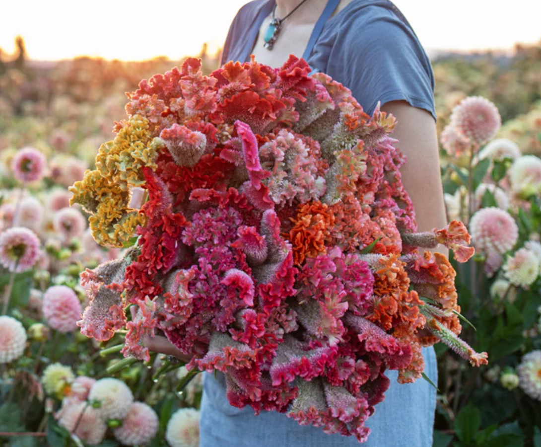 Screenshot 2026-02-02 at 11.22.53 AM.png