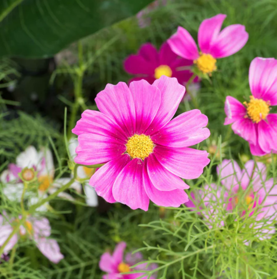 Cosmos - Radiance Sensation