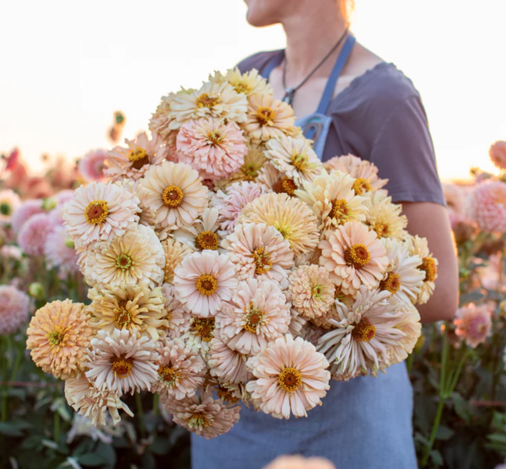 Zinnia - Dawn Creek Honey from Floret