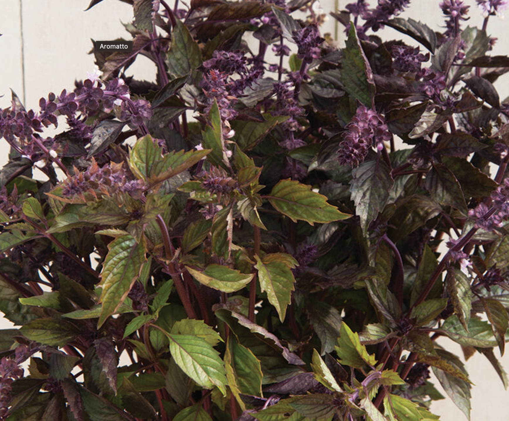 Foliage - Basil - Aromatto