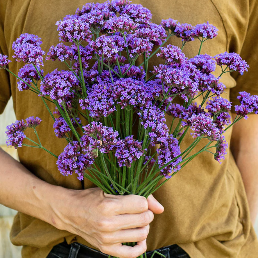 Verbena Bonariensis