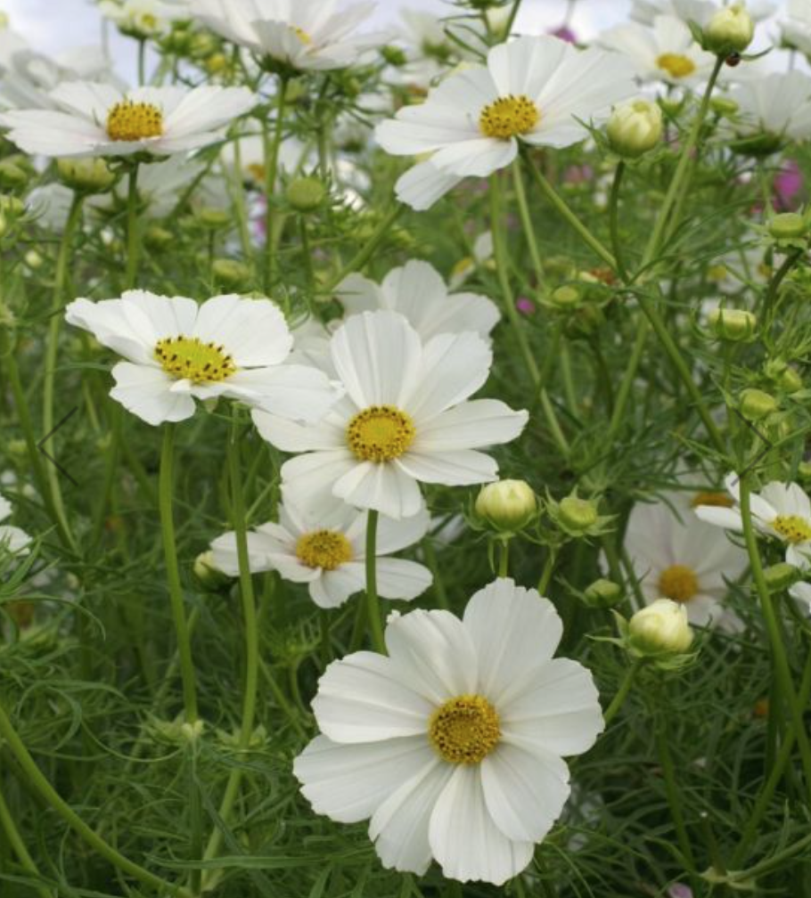 Screenshot 2026-02-02 at 11.04.22 AM.png