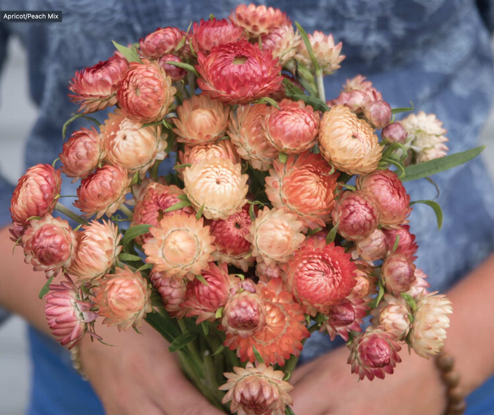 Strawflower - Apricot Peach