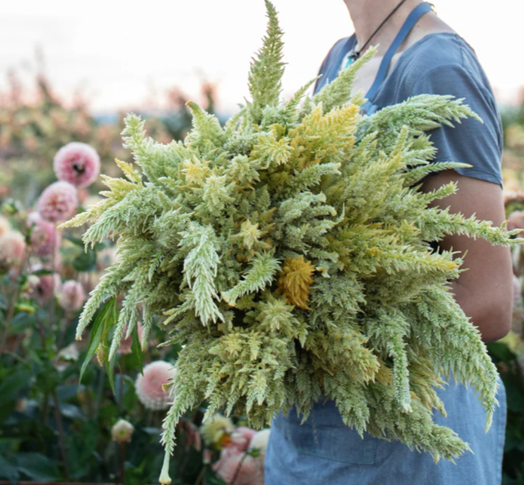 Screenshot 2026-02-02 at 11.25.09 AM.png