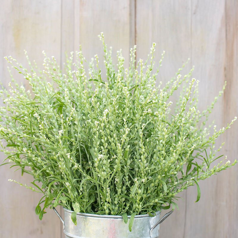 Foliage - Persian Cress
