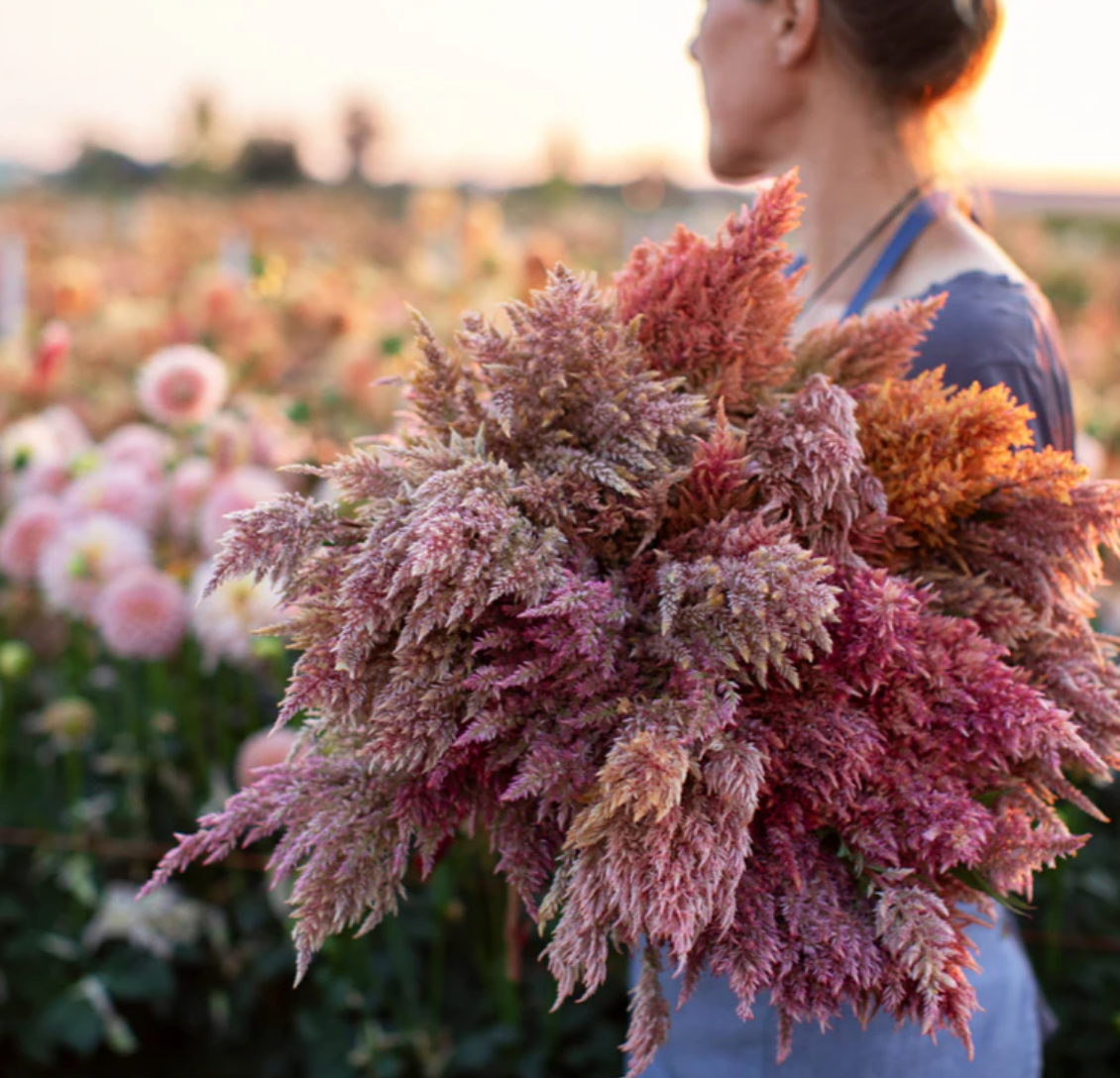 Screenshot 2026-02-02 at 11.19.20 AM.png