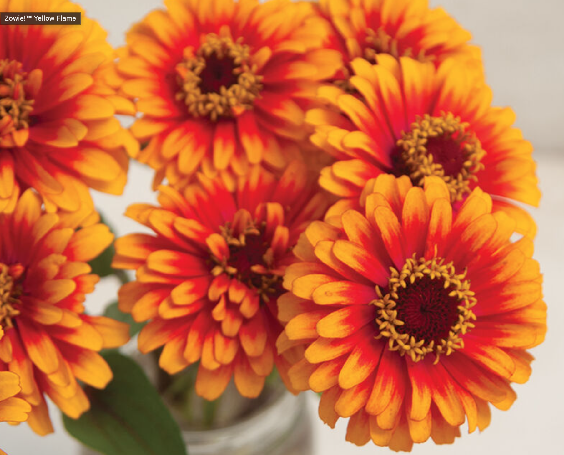 Zinnia - Zowie Yellow Flame