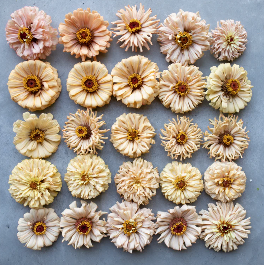 Screenshot 2026-04-09 at 11.32.06 AM.png