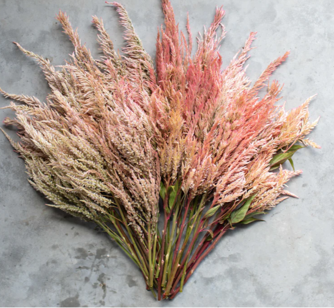 Screenshot 2026-02-02 at 11.16.19 AM.png