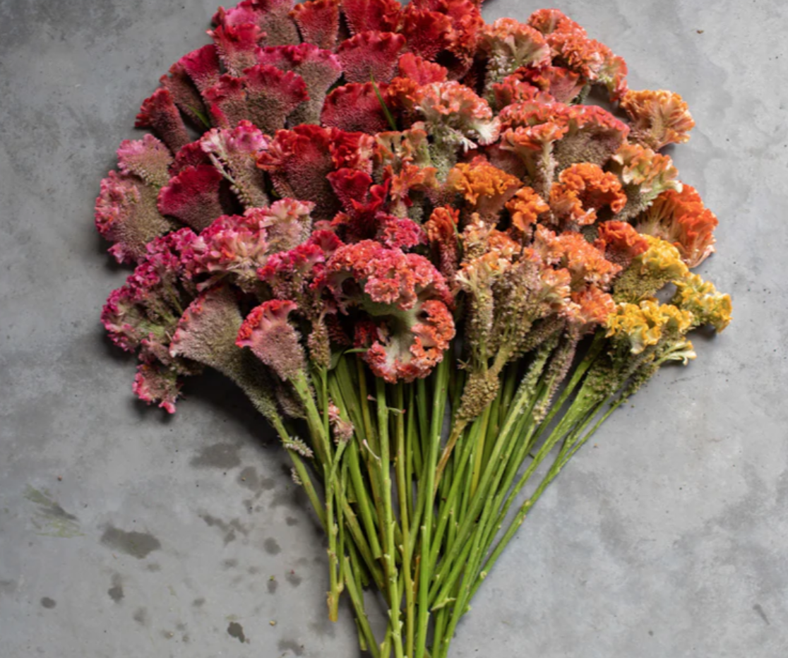 Screenshot 2026-02-02 at 11.22.43 AM.png